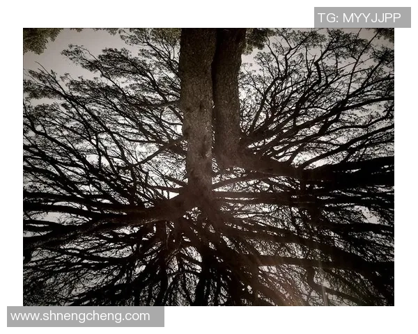 张伟独家揭秘网球技巧与心得分享助你提升球技的秘诀